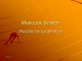 Muscular System Muscles for Locomotion * * Engage Tenni