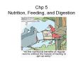 Chp 5 Nutrition, Feeding, and Digestion Nutrition See Chp 