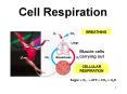 Cell Respiration * BREATHING O2 CO2 Lungs Muscle cell