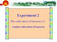 Experiment 2 The cultivation of bacteria (1) routin