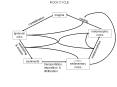 ROCK CYCLE magma melting crystallization metamorphic rock