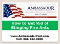 Pest Control West Palm Beach Tips - How to Get Rid of Stinging Fire Ants