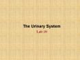 The Urinary System Lab 10 Urinary System Kidneys are th