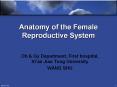 Anatomy of the Female Reproductive System Ob & G