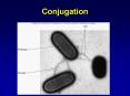 Prokaryotic Profiles: the Bacteria and the Archae