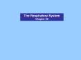 The Respiratory System Chapter 22 Figure 22.24 Control o