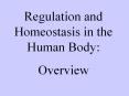 Regulation and Homeostasis in the Human Body: Overview Foo