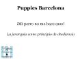 Puppies Bcn: La obediencia de tu perro