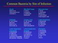 Common Bacteria by Site of Infection * * * * * * * * * * * 