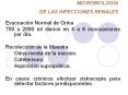 MICROBIOLOG A DE LAS INFECCIONES RENALES Evacuaci n Norma