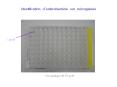 Identification d ent robact rie sur microgalerie Cupul