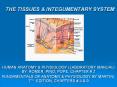 the tissues & integumentary system human anatomy 