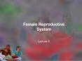 Female Reproductive System Lecture 9 Reproduction i