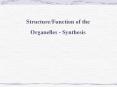 Structure/Function of the Organelles - Synthesis Th