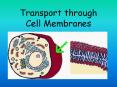Transport through Cell Membranes Transport through cel