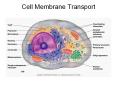 Cell Membrane Transport Cell Membrane Transport 1- Factor