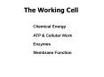 The Working Cell Chemical Energy ATP & Cellular Work Enzyme