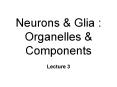 Neurons & Glia : Organelles & Components Lecture 3 Commo