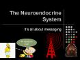 The Neuroendocrine System It s all about messaging Mr
