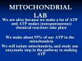 MITOCHONDRIAL LAB We are alive because we make a lot of AT