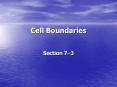 Cell Boundaries Section 7 3 Cell Membrane What are th