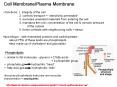 Cell Membrane/Plasma Membrane functions: 1. integrity of th
