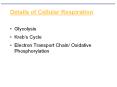 Details of Cellular Respiration Glycolysis Kreb s Cycl