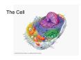 The Cell Introduction to Cells The basic structural an