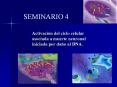 SEMINARIO 4 Activaci n del ciclo celular asociada a muert