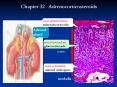 Chapter 32 Adrenocorticosteroids zona glomerulos