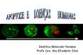 Gen tica Molecular Humana Profa. Dra. Ana Elizabete Silv