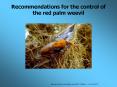 Recommendations for the control of the red palm weevi