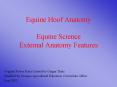 Equine Hoof Anatomy Equine Science External Anatomy Feature