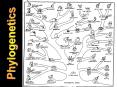 What is Molecular Phylogenetics A Brief History of Molecula