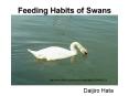 Feeding Habits of Swan