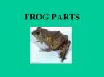 FROG PARTS #1 sends messages to this part of the brain Gree