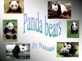 Panda bears are mammals because they are warm blooded, giv