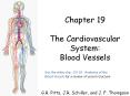 Chapter 19 The Cardiovascular System: Blood Vessels G.R