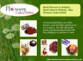 Send Flowers to Kolkata, Send Cake to Kolkata, Buy Flowers, Cake Online, Order Delivery