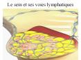 Le sein et ses voies lymphatiques Cancers du sein Cancer f