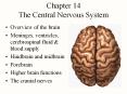 Chapter 14 The Central Nervous System Overview of the brai