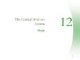 12 The Central Nervous System Brain Central Nervous Syste
