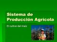 Sistema de Producci n Agr cola El cultivo del ma z E