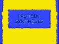 The end products of protein synthesis is a primary structur