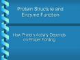 Protein Structure and Enzyme Function How Protein Activit