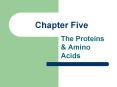 Chapter Five The Proteins & Amino Acids I. What Proteins Ar