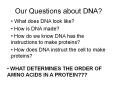 Our Questions about DNA? What does DNA look like? How is DN