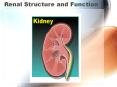 Renal Structure and Function Introduction Main function o