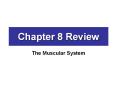 Chapter 8 Review The Muscular System The Muscles Each muscl