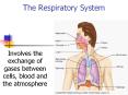 The Respiratory System Involves the exchange of gase